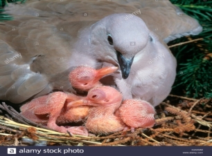 Eurasian Colomba a collare (Streptopelia decaocto) con due pulcini nel nido  Foto stock - Alamy